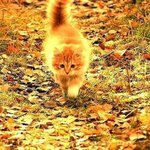 Аркадий Шниперсон