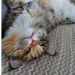 Марина Б